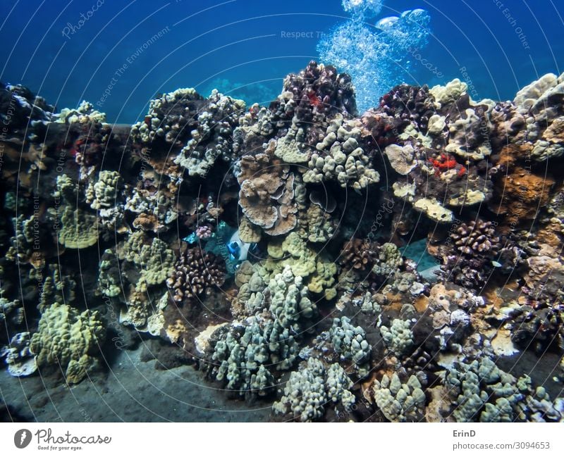 Taucher erscheint durch eine mit Korallen bewachsene Wand. Freude Leben Ferien & Urlaub & Reisen Abenteuer Meer tauchen Natur Landschaft entdecken