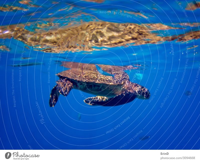 Grüne Meeresschildkröte mit blauem Nadelfisch unter Wasser Freude Leben Ferien & Urlaub & Reisen Abenteuer tauchen Natur Landschaft Urwald entdecken