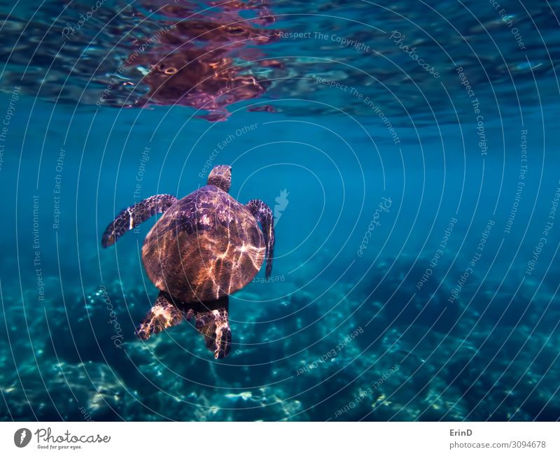 Grüne Meeresschildkröte schwimmt zur Oberfläche unter Wasser. Freude Leben Ferien & Urlaub & Reisen Abenteuer tauchen Natur Landschaft Urwald entdecken
