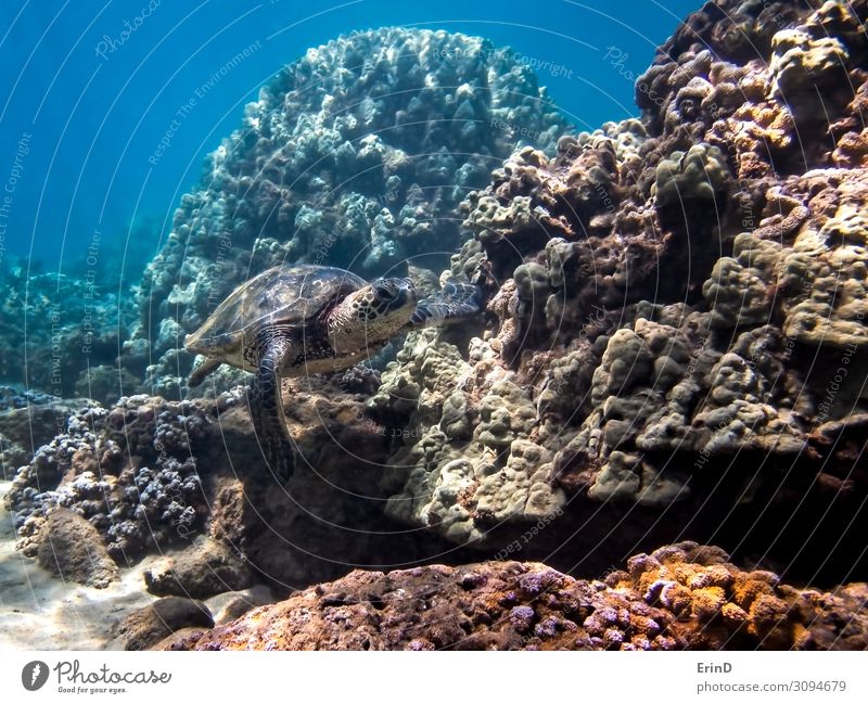 Grüne Meeresschildkröte schwimmt entlang der Koralle in Hawaii Seascape Freude Leben Ferien & Urlaub & Reisen Abenteuer tauchen Natur Landschaft Urwald
