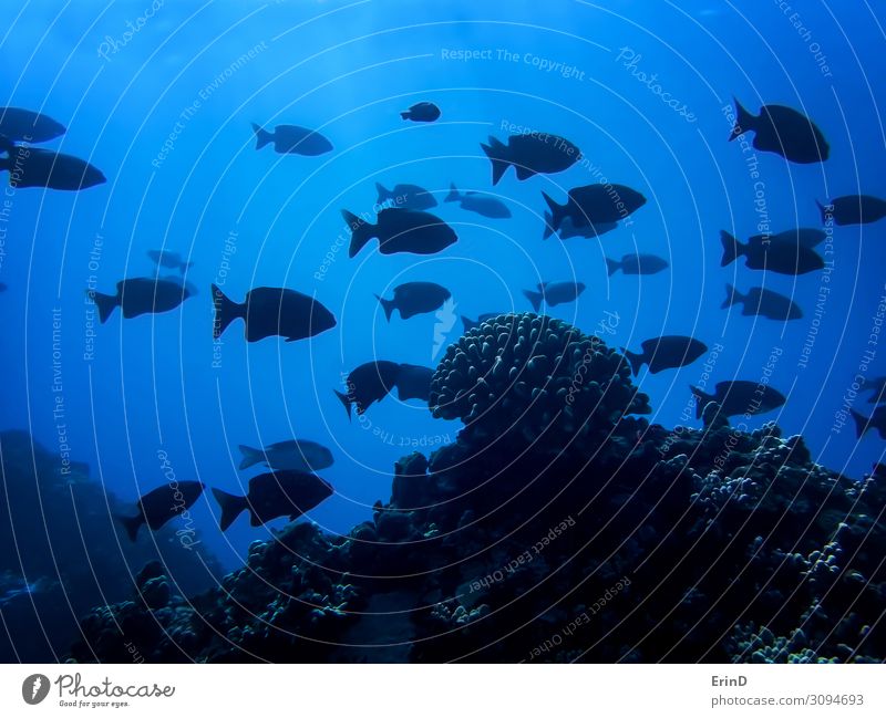 Schule der schwarzen Fischsilhouette mit einem Korallenkopf in Dunkelblau Leben Ferien & Urlaub & Reisen Meer tauchen Natur außergewöhnlich Coolness frisch