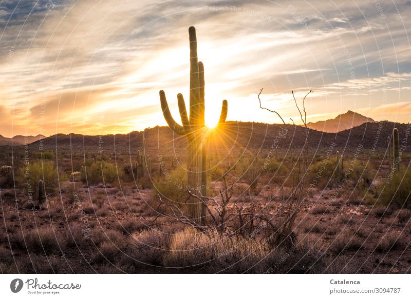 Eingefangen die Strahlen der untergehenden Sonne in der Wüstenlandschaft mit Saguaro Kaktus Ausflug Ferne Freiheit wandern Umwelt Natur Landschaft Himmel Wolken