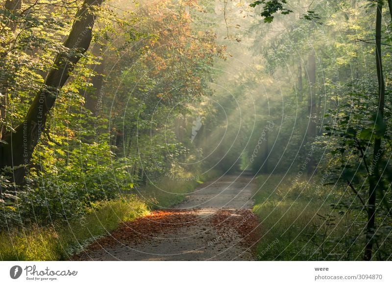 Sunlit Forest Road With Autumn Leaves On The Ground Ein Lizenzfreies Stock Foto Von Photocase