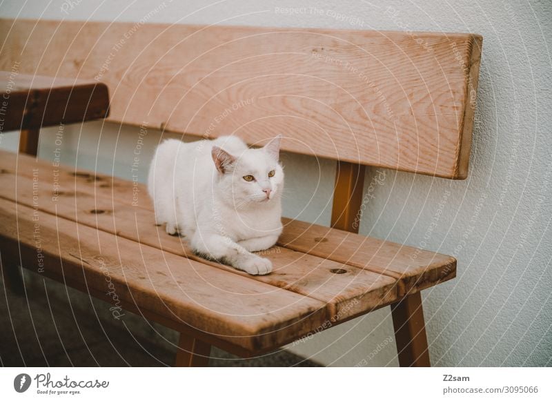 Mietze Haus Bank Katze beobachten Erholung liegen Blick Coolness elegant Glück schön niedlich weiß Zufriedenheit selbstbewußt Kraft Gelassenheit ruhig Identität