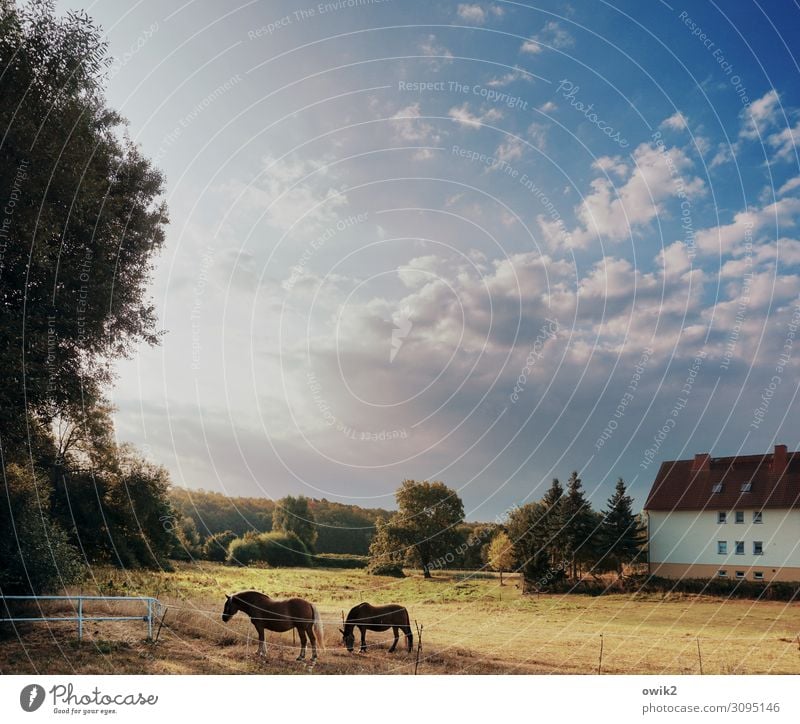 Zweites Frühstück Umwelt Natur Landschaft Himmel Wolken Horizont Herbst Schönes Wetter Baum Gras Sträucher Wiese Dorf Haus Pferd 2 Tier Erholung Fressen stehen