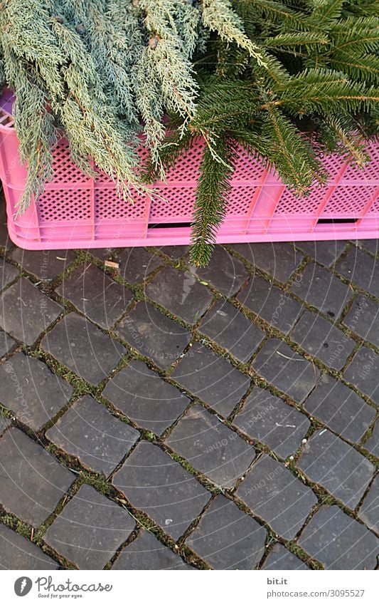 grüne, frische Tannenzweige, liegen auf einer rosa Plastikbox zum Verkauf, auf dem Weihnachtsmarkt. Angebot von Tannengrün zur Dekoration, Verzierung und basteln von Adventskranz in der Adventszeit. Tannenreisig zum kaufen auf Markt mit Kopfsteinpflaster.