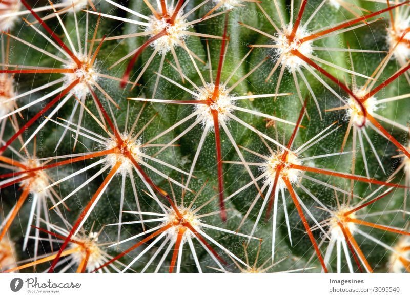 Dornen - Kaktus Pflanze exotisch stachelig grün orange rot Schmerz "Dornen kateen Nahaufnahme Hintergrund Vollbild dorn dornig abstrakt schön botanisch botanik