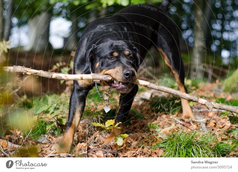 Herbstliche Hundefreuden Tier Haustier Rottweiler 1 Spielen frech Freundlichkeit Fröhlichkeit Glück schön Neugier stark verrückt wild braun grün schwarz Freude