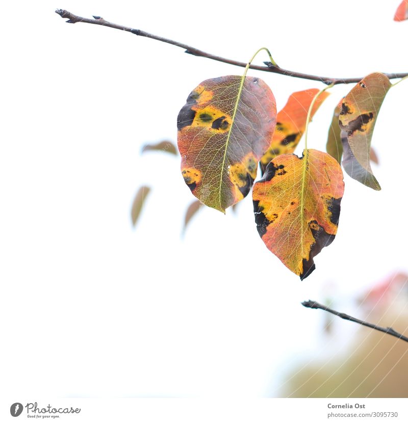 Herbstbeginn Zufriedenheit Sinnesorgane Erholung ruhig Spaziergang Umwelt Natur Pflanze Schönes Wetter Baum Blatt Park verblüht dehydrieren natürlich trocken