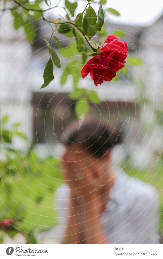 Rosamunde Frau Erwachsene Leben 1 Mensch Sommer Rose Blüte Zweig Ranke Garten Traurigkeit weinen rot Gefühle Sorge Trauer Liebeskummer Schmerz Enttäuschung