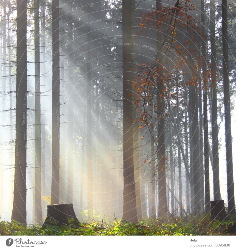 Lichteinfall zwischen Bäumen im Wald bei leichtem Nebel Umwelt Natur Landschaft Pflanze Herbst Baum Fichte Baumstamm leuchten stehen Wachstum außergewöhnlich