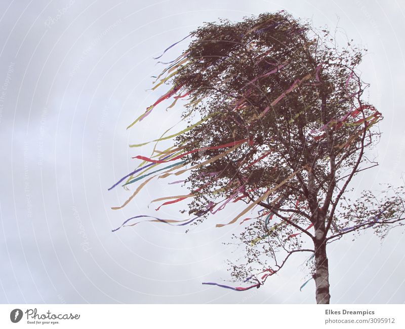 Maibaum Kultur Natur Himmel Frühling schlechtes Wetter Wind Sturm Papier Dekoration & Verzierung Schleife Feste & Feiern genießen mehrfarbig Frühlingsfest Birke