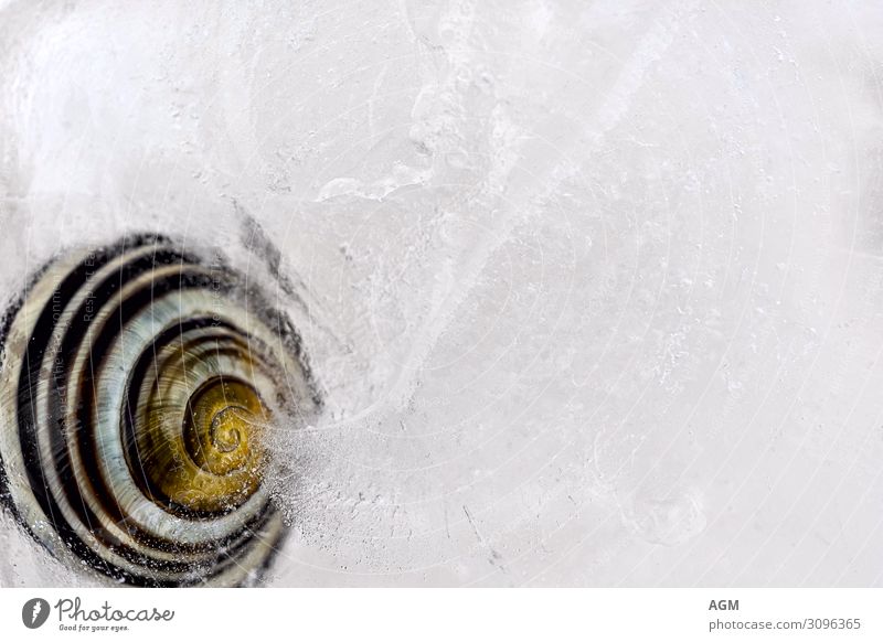 Schneckenhaus im Eis Natur Tier Totes Tier Kristalle festhalten frieren Häusliches Leben ästhetisch kalt rund schön braun gelb weiß Kraft Schutz Einsamkeit