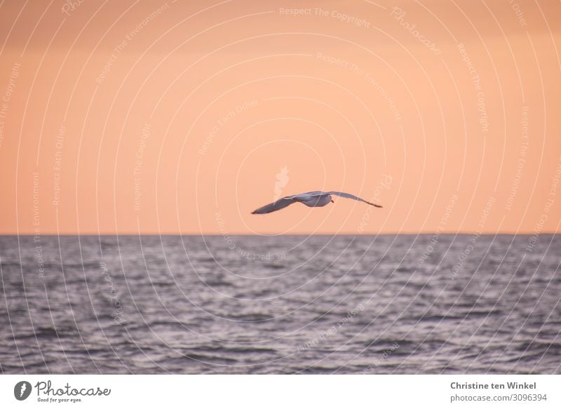 Möwe fliegt in der Dämmerung über das Meer Umwelt Natur Luft Wasser Himmel Horizont Sonnenaufgang Sonnenuntergang Wellen Nordsee Wildtier Vogel Flügel 1 Tier