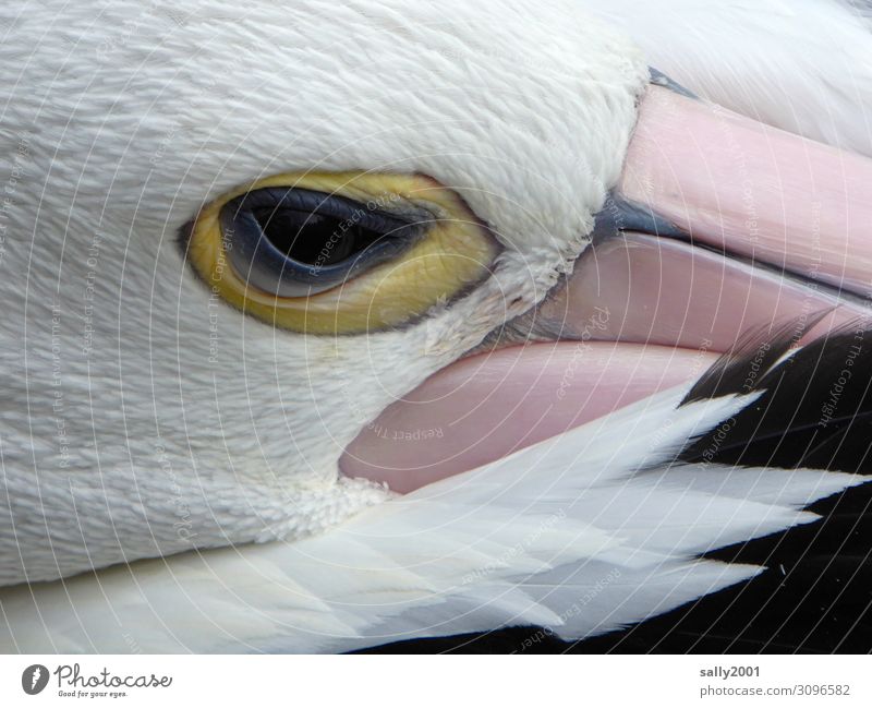 ein Auge riskieren... Tier Wildtier Vogel Tiergesicht Pelikan Brillenpelikan Schnabel Feder 1 beobachten liegen Blick schlafen ästhetisch exotisch Neugier schön