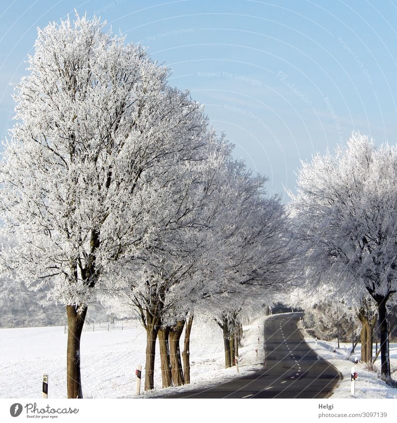 Winterlandschaft mit kurviger Straße, raureifbedeckten Bäumen und blauem Himmel Umwelt Natur Landschaft Pflanze Schönes Wetter Eis Frost Schnee Baum Feld
