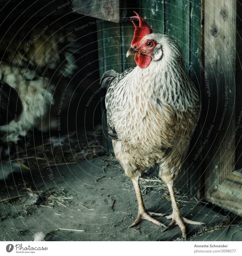 Hahn grün rot weiß Natur Vergangenheit Zufriedenheit Farbfoto Morgen Tierporträt Blick nach vorn