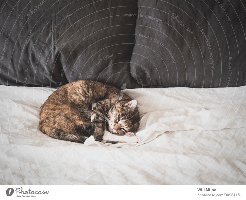 Katze schläft auf einem Bett Tier Haustier schlafen bequem Morgen Pelzmantel weiß Bettlaken heimwärts