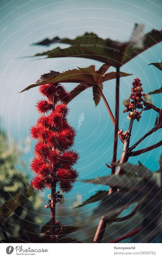 Rote Stachelige Blute Vor Blauem Himmel Ein Lizenzfreies Stock Foto Von Photocase