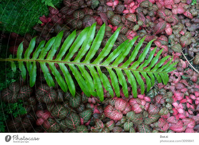 Tüpfelfarn Pflanze Farn Grünpflanze grün rosa Farbe Natur Bodendecker Farnblatt geschlossen Unterholz Farbfoto Menschenleer Textfreiraum links Vogelperspektive