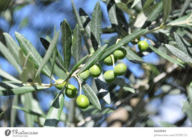 grüne Oliven am Baum Gemüse Olivenbaum Olivenblatt Bioprodukte Herbst Nutzpflanze blau genießen Italien mediterran biologisch Biologische Landwirtschaft