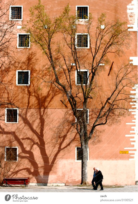 Spaziergang Mensch maskulin Mann Erwachsene Männlicher Senior Großvater 2 60 und älter Pflanze Baum Venedig Italien Kleinstadt Stadt Altstadt Haus Mauer Wand