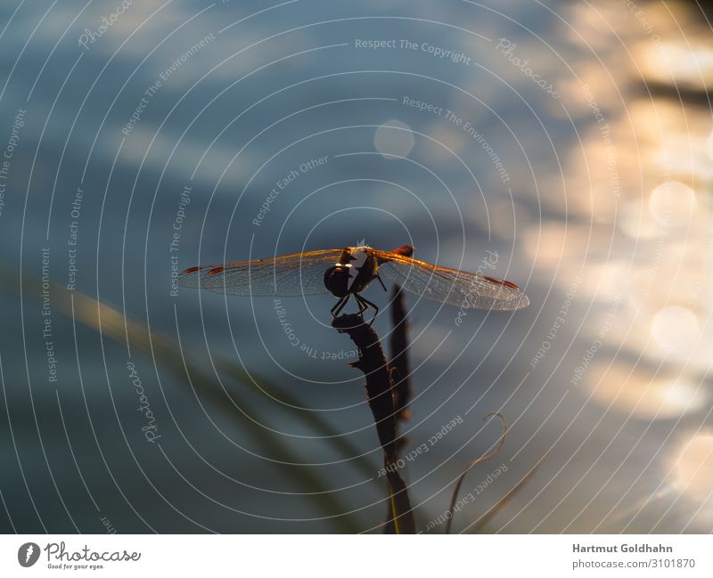 Eine Libelle im Sonnenuntergang fotografiert. ruhig Natur Pflanze Tier Teich Wildtier Flügel 1 sitzen Stimmung Gewässer Insekt Lichtstrahl Odonata Pflanzenteile