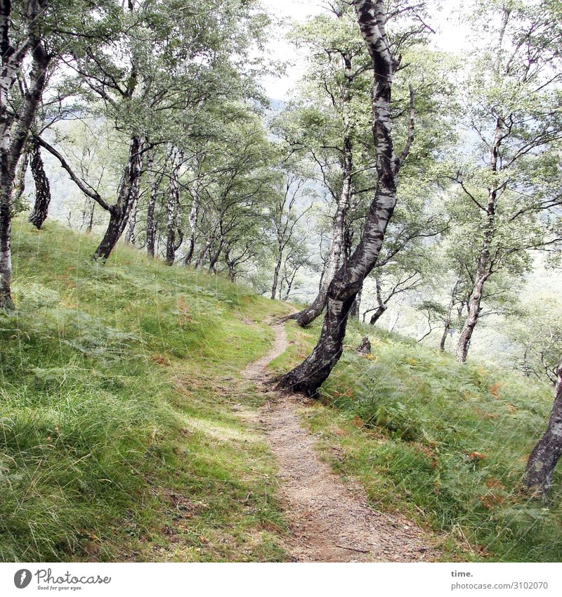 Fingerspitzengefühl in den Schuhen Umwelt Natur Landschaft Sommer Schönes Wetter Pflanze Baum Birkenallee Birkenwald Wiese Wald wandern außergewöhnlich