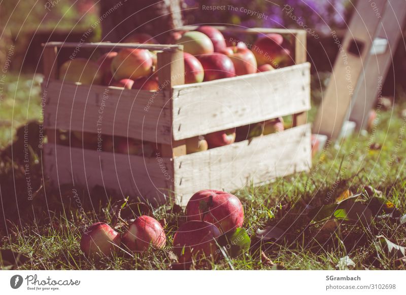 Apfelernte Kiste mit roten Äpfeln Lebensmittel Frucht Ernährung Picknick Gesundheit Gesunde Ernährung Natur Sonnenlicht Herbst Garten Holz Glück Billig
