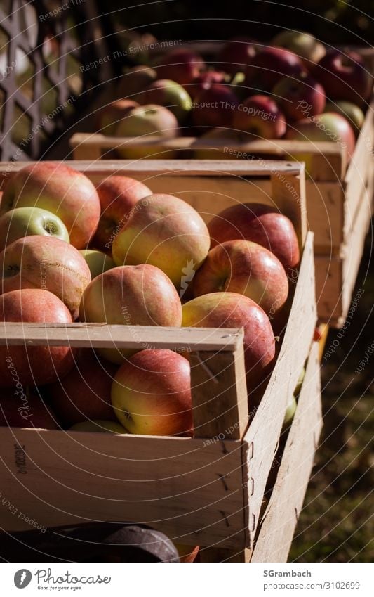 Apfelernte mehrere Kisten mit roten Äpfeln Lebensmittel Frucht Ernährung Picknick Bioprodukte Vegetarische Ernährung Fasten Gesundheit Gesunde Ernährung