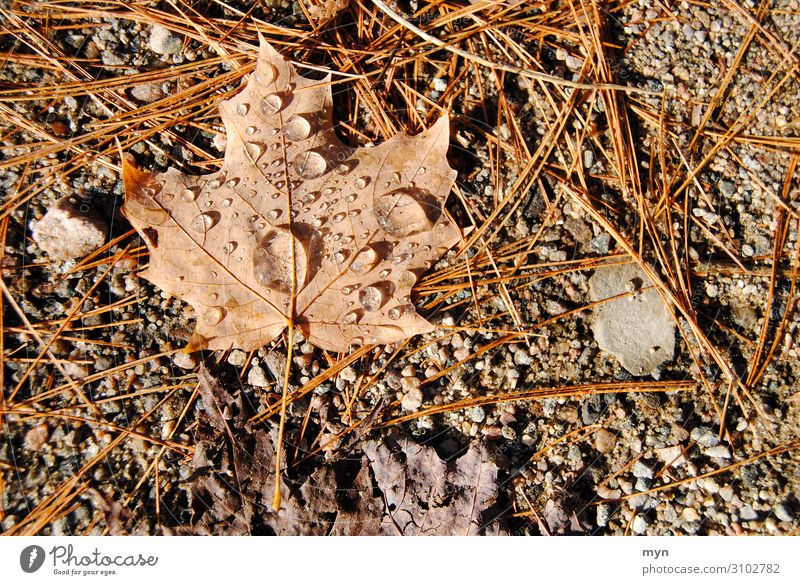 Ahorn Blatt Laub nach dem Regen Ahornblatt Herbst Kanada Herbstlaub herbstlich Tau braun Natur Herbstfärbung Symbole & Metaphern Maple Leaf Ontario Herbstbeginn