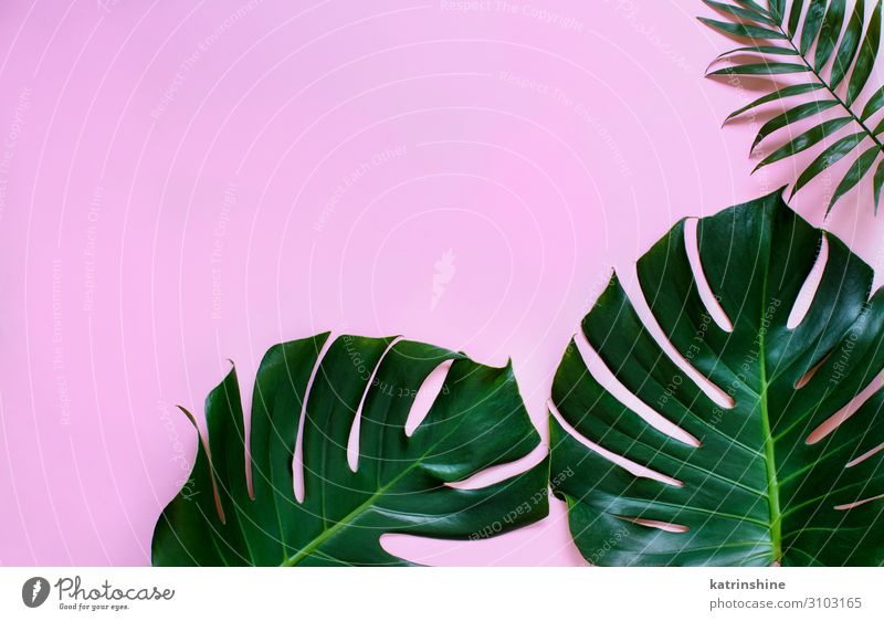 Tropische Monster- und Palmblätter auf hellrosa Hintergrund Design exotisch Sommer Pflanze Blatt Urwald modern natürlich grün Kreativität Fensterblätter