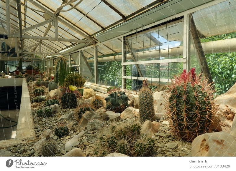 Kaktuspflanzen im Gewächshausinnenraum Pflanze Blume Wachstum Innenbereich Verschiedenheit Lebewesen Kakteen Bodenbearbeitung viele Fenster Sukkulenten Dornen