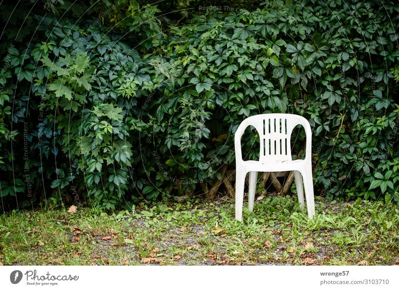 Ein Platz im Grünen Sessel Stuhl Sträucher Garten Plastikstuhl Stadt grün weiß Einsamkeit Erholung ruhig Blatt Grünpflanze Ruhepunkt Ruhemöbel Stillleben