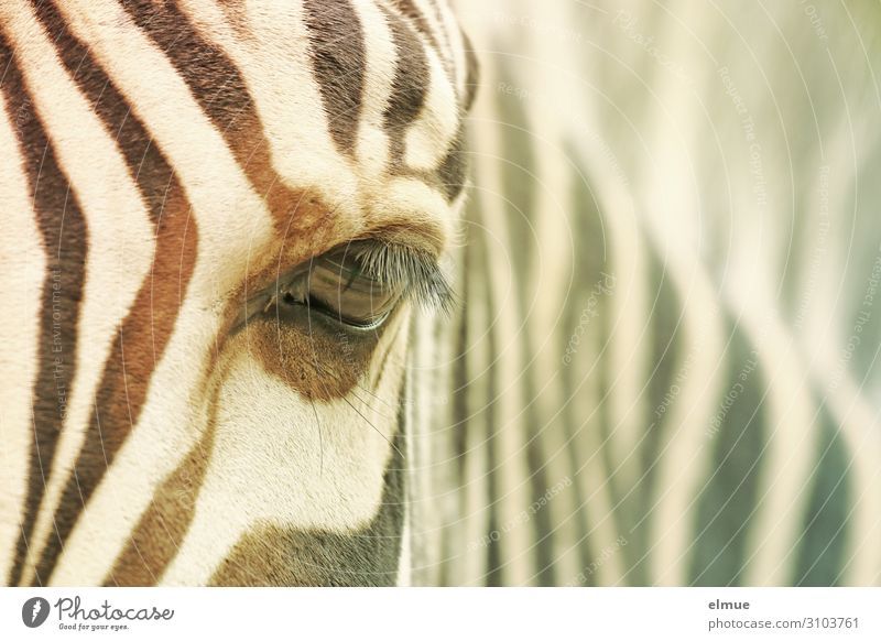 Zebra Auge Wimpern Fell Zebrastreifen beobachten Blick Neugier Vertrauen achtsam Wachsamkeit Einsamkeit ästhetisch Design einzigartig Inspiration Kontakt