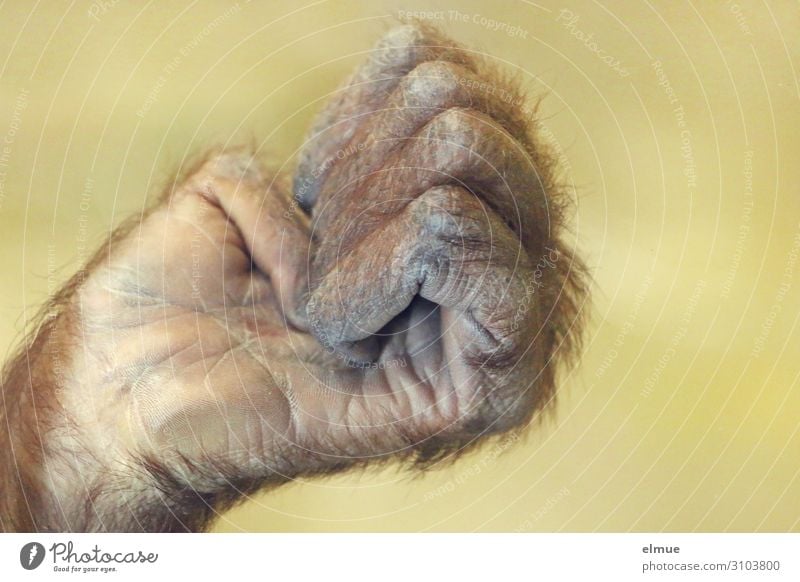 Orang-Utan-Emoji Affen Menschenaffen Hand Finger Daumen Fell Faust Kommunizieren bedrohlich einzigartig natürlich stark Gefühle Zufriedenheit Kraft