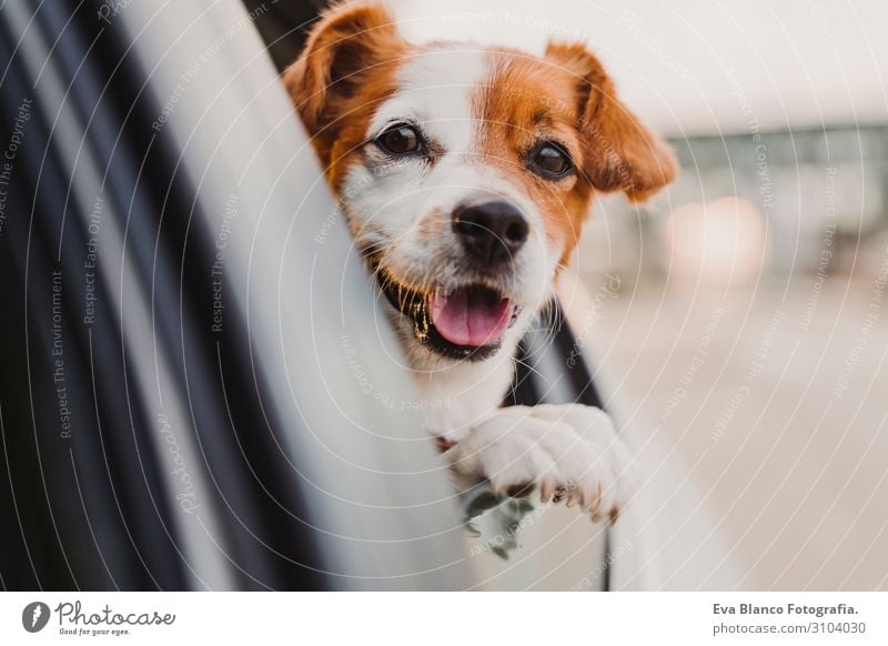 süßer kleiner Jack-Russell-Hund in einem Auto, der am Fenster beobachtet. Bereit zum Reisen. Konzept des Reisens mit Haustieren Kopf lustig Freude Laufwerk PKW
