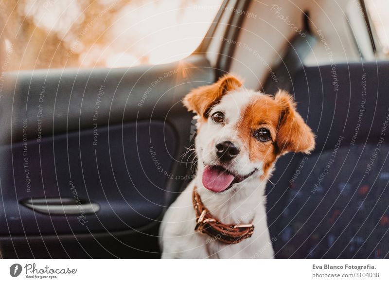 süßer kleiner Jack-Russell-Hund in einem Auto bei Sonnenuntergang. Bereit zum Reisen. Konzept Reisen mit Haustieren Gegenlicht. Hund schaut in die Kamera Kopf