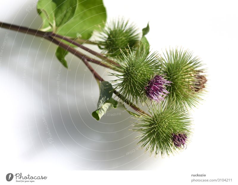 Big, burdock, arctium, lappa Pflanze Wildpflanze groß Große Klette Arctium Heilpflanzen Wiesenblume Feldflora Wildflora Heilgartenpflanze Apothekergartenpflanze