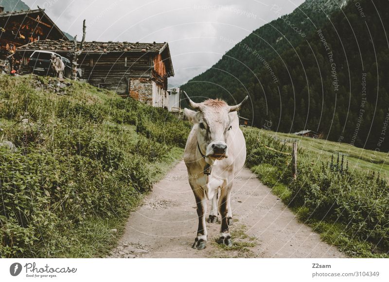 Kuh auf dem Meraner Höhenweg Natur Landschaft Wolken Sommer schlechtes Wetter Wald Alpen Berge u. Gebirge Hütte Wege & Pfade stehen Gesundheit nachhaltig