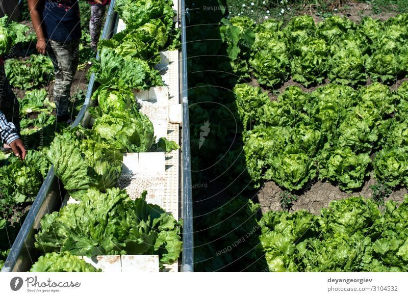 Traktor mit Produktionslinie zur automatischen Ernte von Salat. Gemüse Ernährung Vegetarische Ernährung Diät Garten Maschine Umwelt Natur Pflanze Blatt Rudel