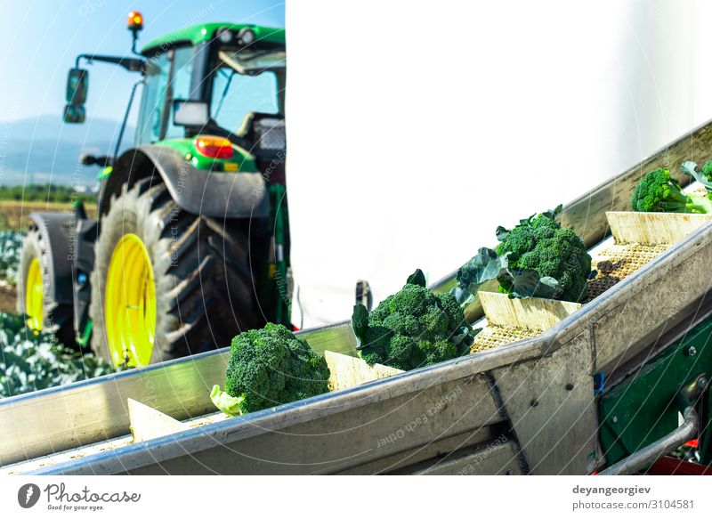 Ernten Sie Brokkoli im Bauernhof mit Traktor und Förderband. Gemüse Industrie Business Technik & Technologie Landschaft Pflanze Verpackung Linie grün