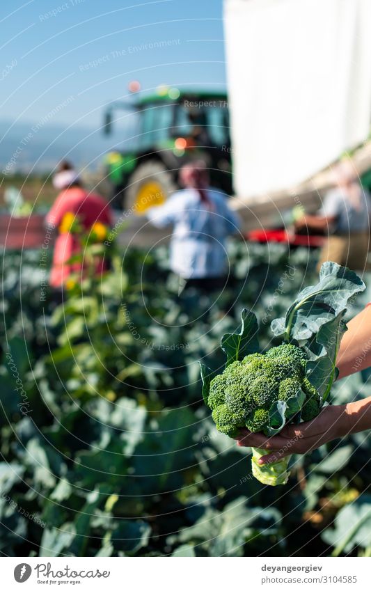 Workers zeigt Brokkoli auf der Plantage. Brokkoli pflücken. Gemüse Industrie Business Technik & Technologie Landschaft Pflanze Traktor Verpackung Linie grün