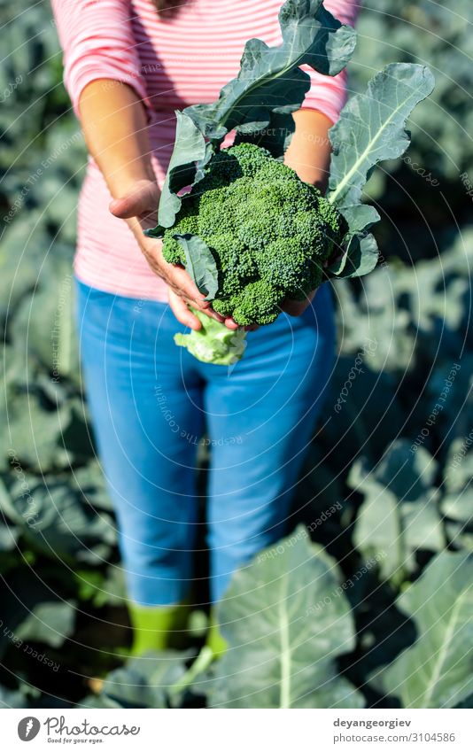 Arbeiter zeigt Brokkoli auf der Plantage. Brokkoli pflücken. Gemüse Industrie Business Umwelt Landschaft Pflanze Verpackung Linie grün Landwirt Ackerbau