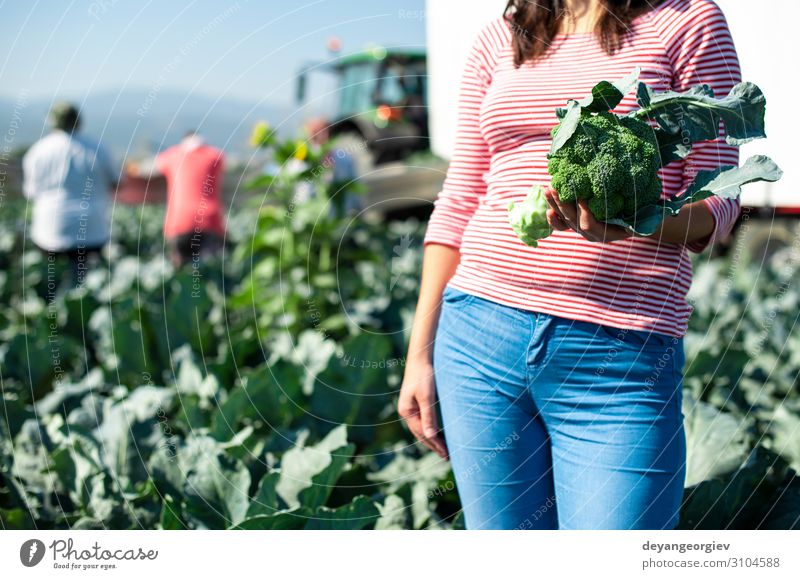 Arbeiter zeigt Brokkoli auf der Plantage. Brokkoli pflücken. Gemüse Industrie Business Umwelt Landschaft Pflanze Traktor Verpackung Linie grün Landwirt Ackerbau