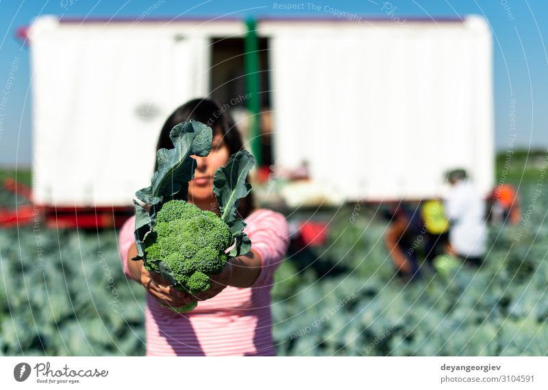 Arbeiter zeigt Brokkoli auf der Plantage. Brokkoli pflücken. Gemüse Industrie Business Technik & Technologie Landschaft Pflanze Traktor Verpackung Linie grün