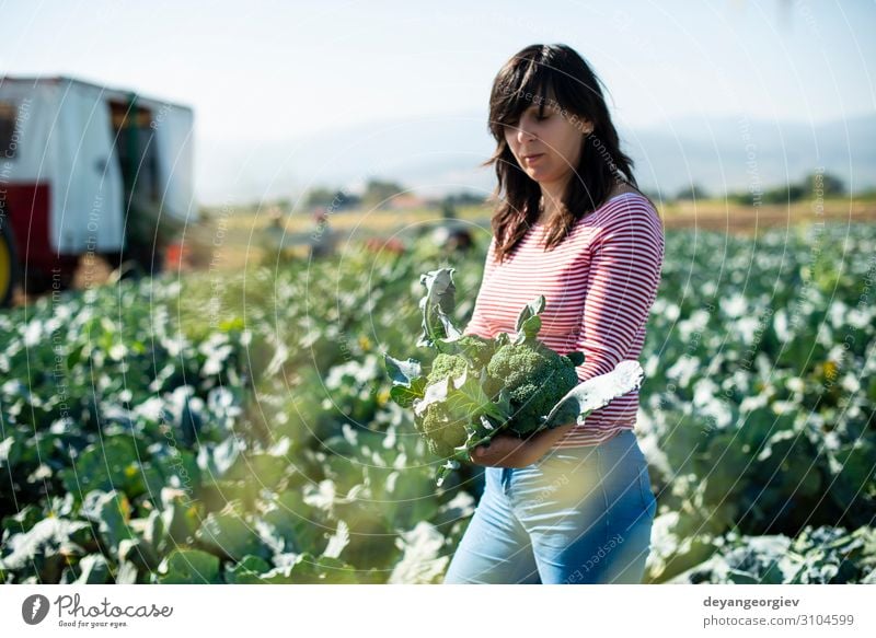 Arbeiter zeigt Brokkoli auf der Plantage. Gemüse Industrie Business Technik & Technologie Landschaft Pflanze Traktor Verpackung Linie grün Landwirt Ackerbau