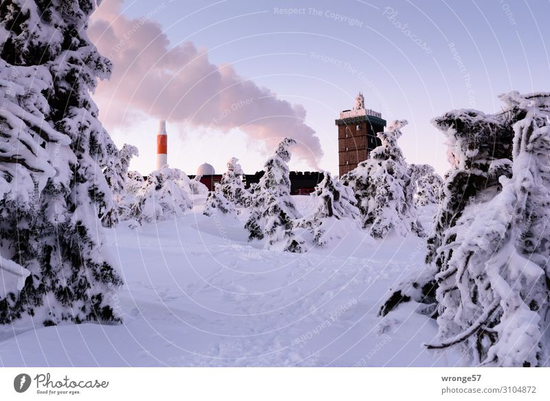 Brockengipfel im Winter V Landschaft Himmel Wolkenloser Himmel Schönes Wetter Eis Frost Schnee Baum Fichte Fichtenwald Berge u. Gebirge Harz Gipfel