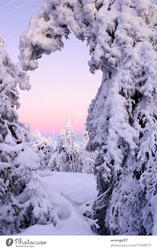 Brockengipfel im Winter VI Landschaft Pflanze Himmel Wolkenloser Himmel Schönes Wetter Eis Frost Schnee Baum Berge u. Gebirge Harz Gipfel Schneebedeckte Gipfel