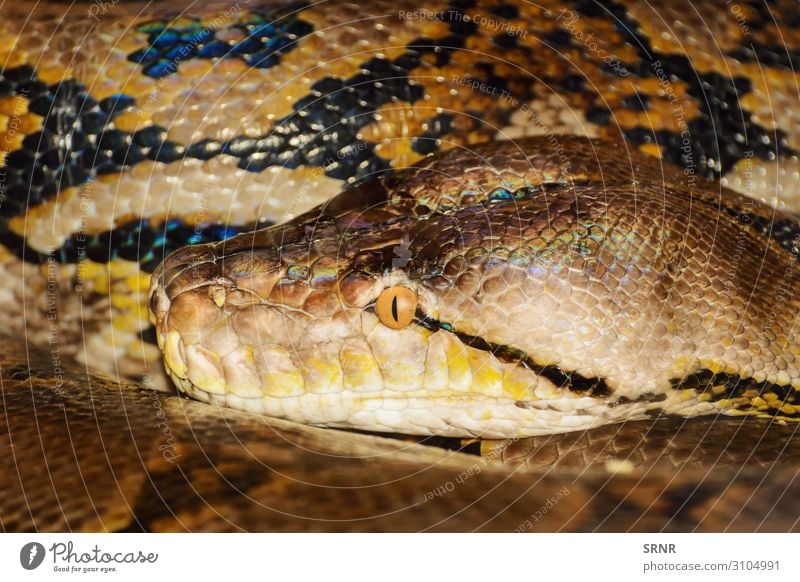 Python Tier Schlange Amniote Boa fleischfressend Verengung ektothermisch Fauna nonvenös Ophidie Raubtier Reptil reptilisch Schuppen Serpentinen Schlangenleder
